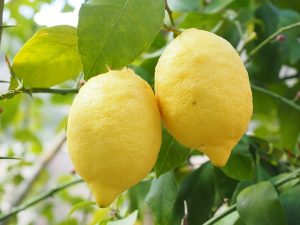 Pixi - Le citron - Les vitamines C renforcent le systeme immunitaire